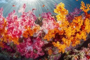 Vibrant coral reef with colorful underwater flora. photo