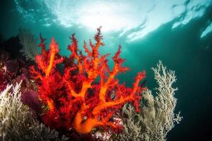 Vibrant coral reef with colorful marine life. photo