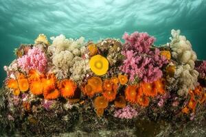 Vibrant coral reef teeming with colorful marine life. photo