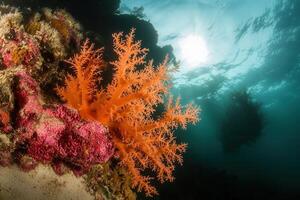 Vibrant coral reef with orange coral and underwater scenery. photo