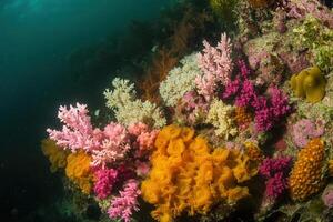 Vibrant coral reef teeming with colorful marine life. photo