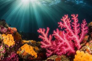 Vibrant coral reef with pink coral and colorful sponges. photo