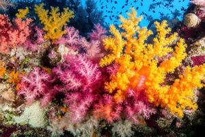 Vibrant coral reef teeming with marine life. photo