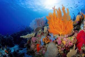 Vibrant coral reef teeming with marine life. photo