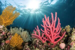 Vibrant coral reef with sunlight filtering through water. photo