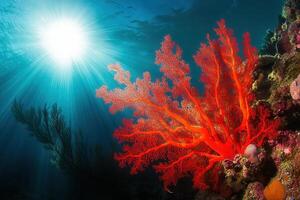 Vibrant coral reef with sunlight filtering through water. photo