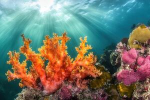 Vibrant coral reef with sunlight filtering through water. photo