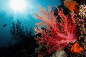 Vibrant coral reef with sunlight filtering through water. photo