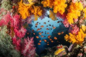 Vibrant underwater scene with colorful corals and fish. photo