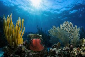 Vibrant underwater scene with coral and marine life. photo