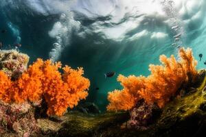Vibrant coral reef teeming with marine life. photo