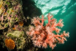 Vibrant coral reef underwater scene with diverse marine life. photo