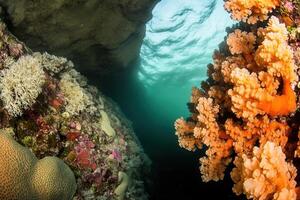 Vibrant coral reef underwater scene with sunlight filtering. photo