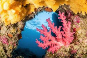 Vibrant coral reef viewed through a natural arch. photo