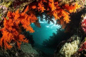 Vibrant coral reef viewed underwater with colorful algae. photo