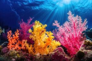 Vibrant coral reef with colorful corals and sunlight. photo