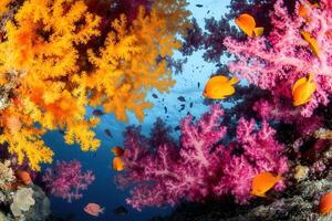 Vibrant coral reef with colorful fish and coral formations. photo