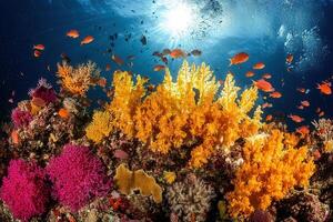 Vibrant coral reef with colorful fish and sunlight. photo