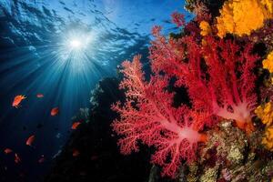 Vibrant coral reef with sunlight filtering through water. photo