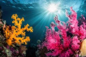 Vibrant coral reef with sunlight filtering through water. photo