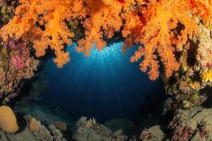 Vibrant coral reef with sunlight filtering underwater. photo
