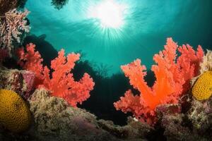 Vibrant coral reef with sunlight filtering through water. photo
