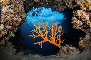 Vibrant orange coral in an underwater scene. photo