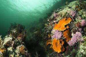 Vibrant underwater coral reef with diverse marine life. photo