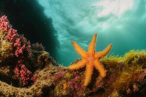 Vibrant underwater scene featuring a starfish and corals. photo