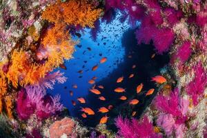 Vibrant underwater scene with colorful coral and fish. photo