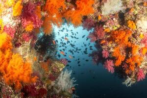 Vibrant underwater scene with colorful coral and fish. photo
