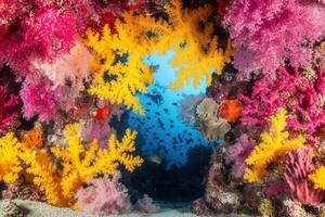 Vibrant underwater scene with colorful coral formations. photo