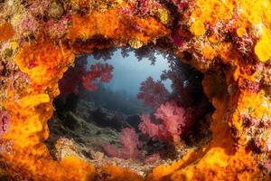 Vibrant underwater scene with colorful corals and marine life. photo