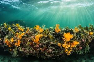 Vibrant underwater scene with colorful marine life. photo