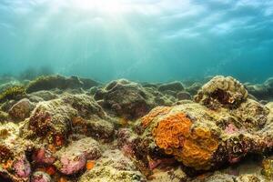 Vibrant underwater scene with coral and marine life. photo