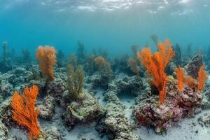 Vibrant underwater scene with coral and marine life. photo