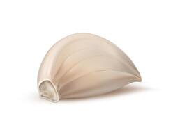 Realistic isolated garlic, unpeeled ripe 3d clove vector