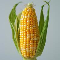 A ripe yellow corn cob with rows of corn kernels. photo