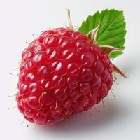 A freshly harvested ripe red raspberry, covered in tiny hairs and glistening with moisture. photo