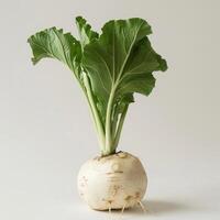 Root vegetable with leaf still attached, showcasing the growth process in a single organism. photo