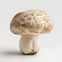 a close up of a mushroom on a white background photo