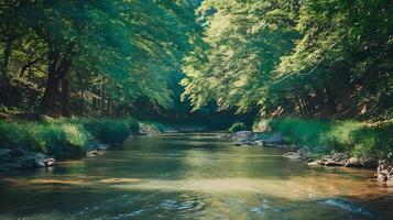 A river running through a forest with trees photo