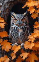 A large owl is sitting in a tree with orange leaves. The owl is looking at the camera, and the leaves around it are orange and yellow. The image has a warm and cozy feeling photo
