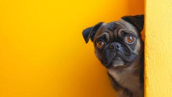 A small dog is peeking out from behind a yellow wall. The dog's eyes are wide open, and it is curious about what is on the other side of the wall photo