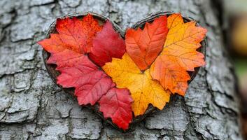 Heart of autumn leaves on bark. Colorful autumn leaves are arranged in a heart shape on rugged tree bark, symbolizing love and nature's beauty. photo
