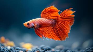 A small orange fish swimming in a tank. The fish is the only thing in the image photo