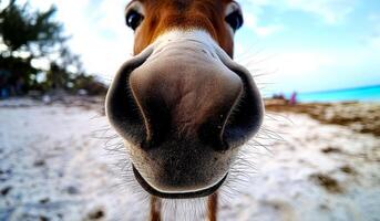 A close up of a horse's nose with a blue sky in the background. Scene is calm and peaceful, as the horse's nose is the main focus of the photo