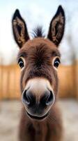 A baby donkey with a big smile on its face. The donkey is looking directly at the camera photo