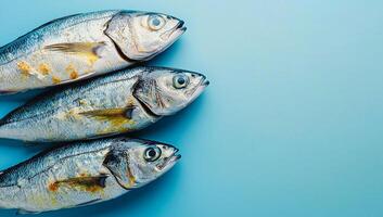 Freshly caught fish on a blue background. Three whole fish display their shiny skin and vibrant colors on a smooth blue surface, emphasizing freshness. photo