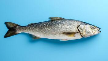 Fresh fish on light blue background. A whole fish rests on a light blue surface, showcasing its shiny scales and vibrant features perfectly. photo